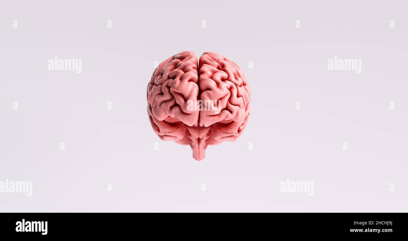 Artificial Intelligence Concept With A Floating Brain Model Stock Photo Artificial Intelligence Concept With A Floating Brain Model Stock Photo