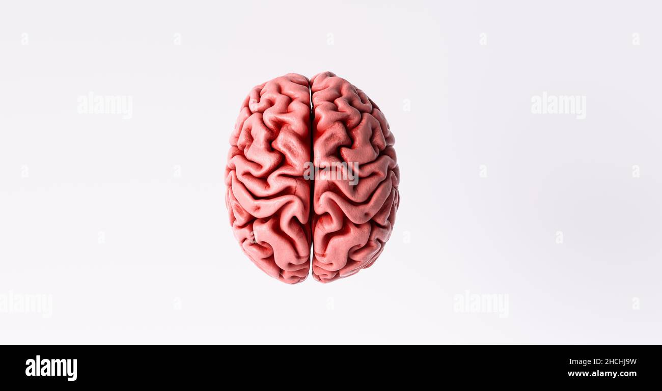 Human brain Anatomical Model, top view Stock Photo - Alamy
