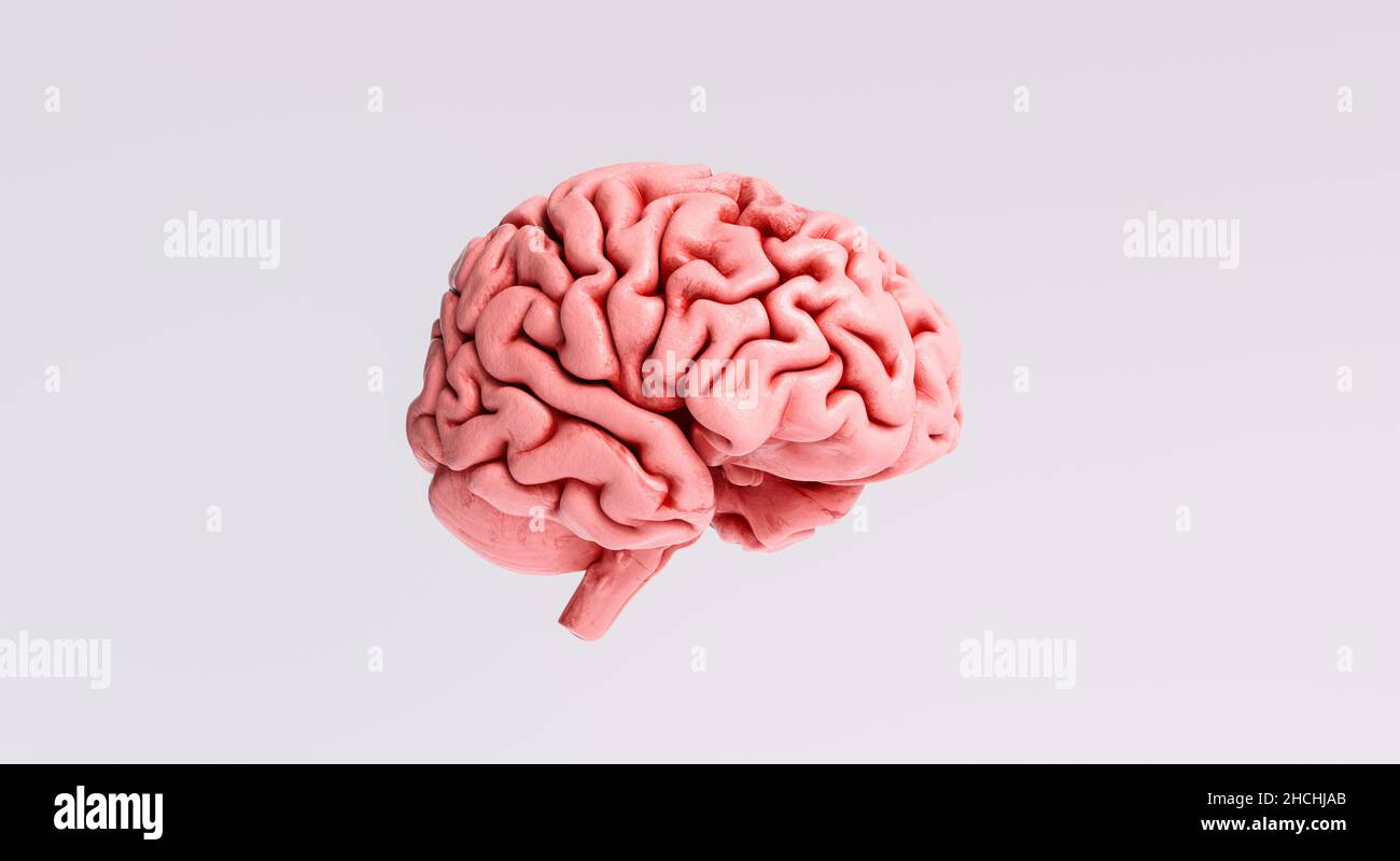 Human brain Anatomical Model, side view Stock Photo Alamy