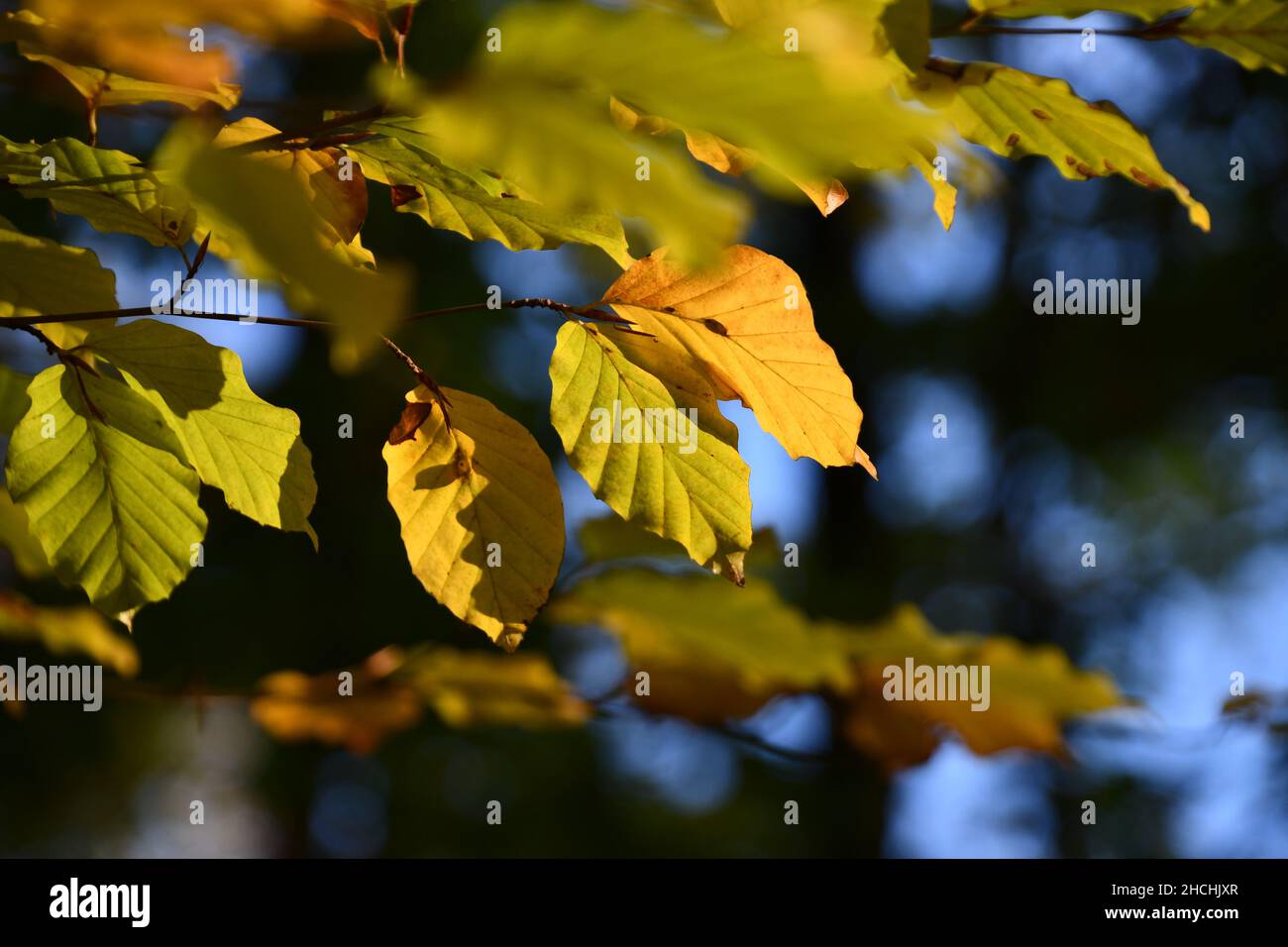 Beautiful golden leave trees in hi-res stock photography and images - Alamy