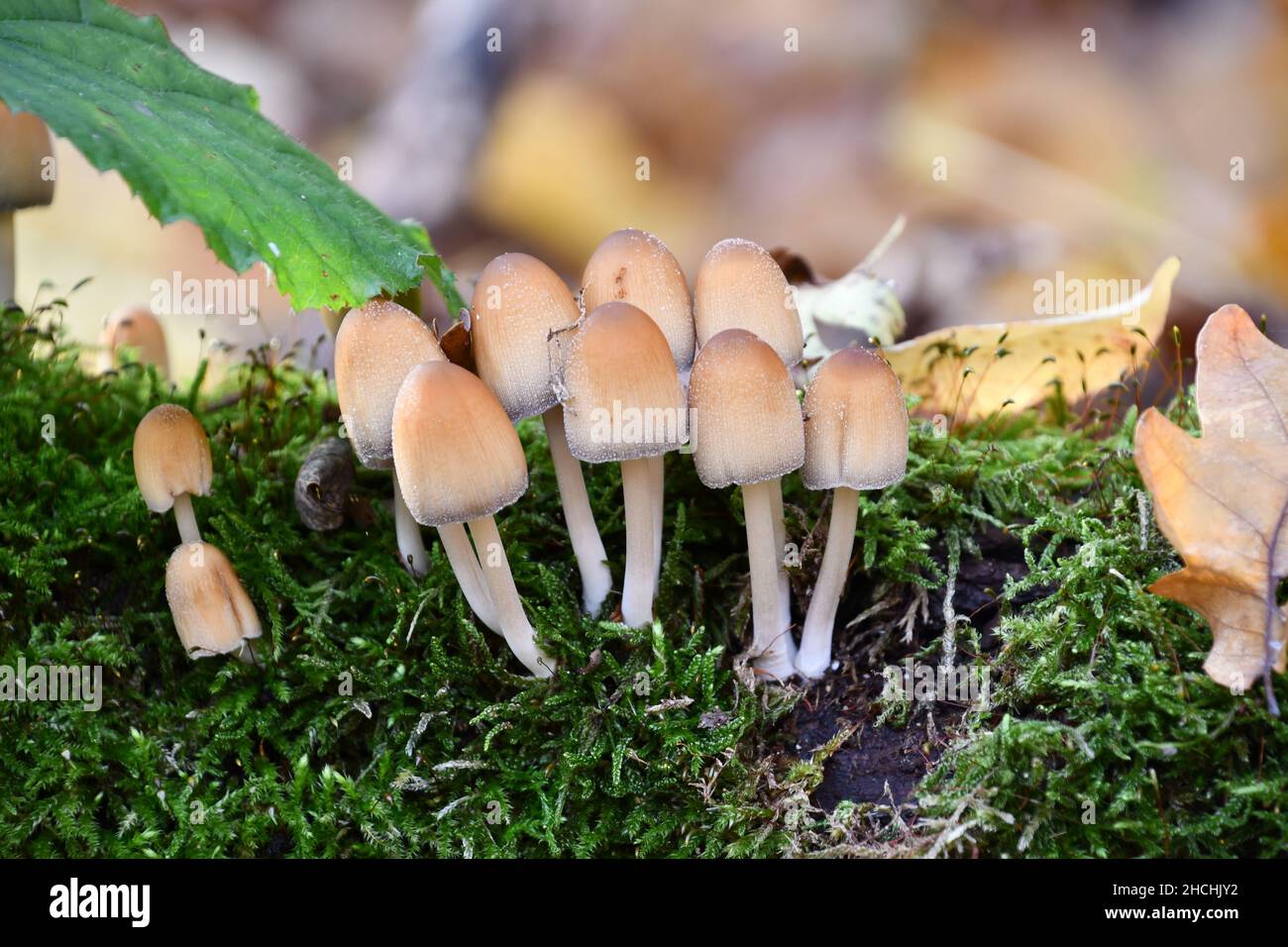 mushroom family in moss bed Stock Photo