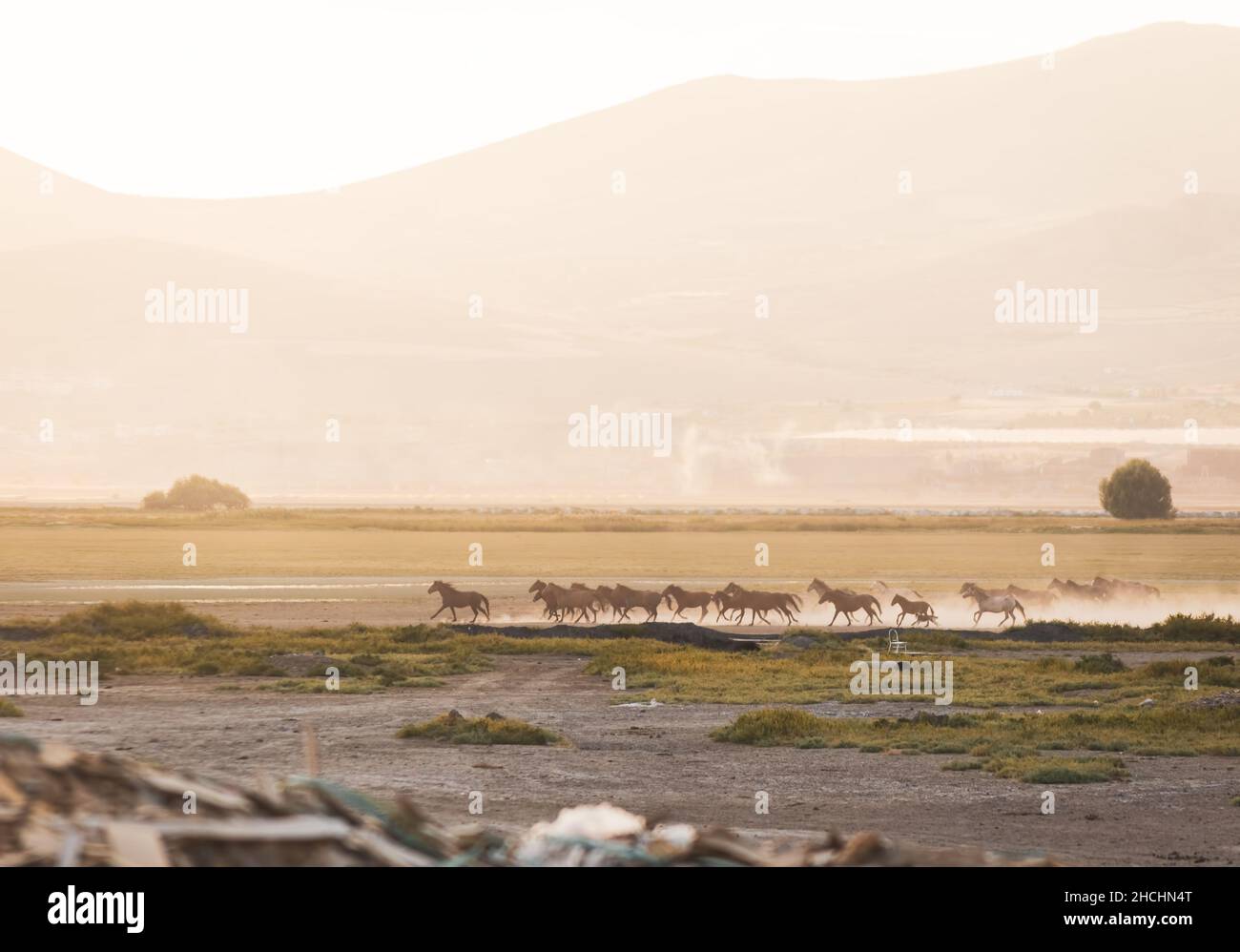 Wild horses Yilki run in meadow field free outdoors in nature, Keyseri, Turkey Stock Photo