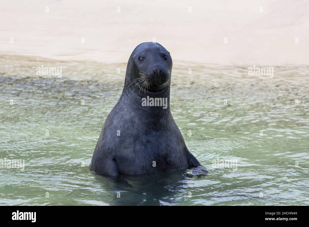 Dog Seal, Seehund, Robbe Stock Photo Alamy