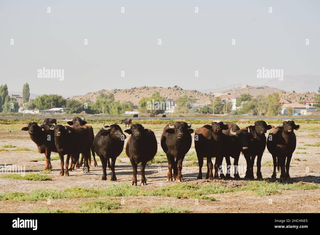 Gorup of buffalo stand together look straight to camera in green field in Hormetci village in central anatolia, Turkey Stock Photo