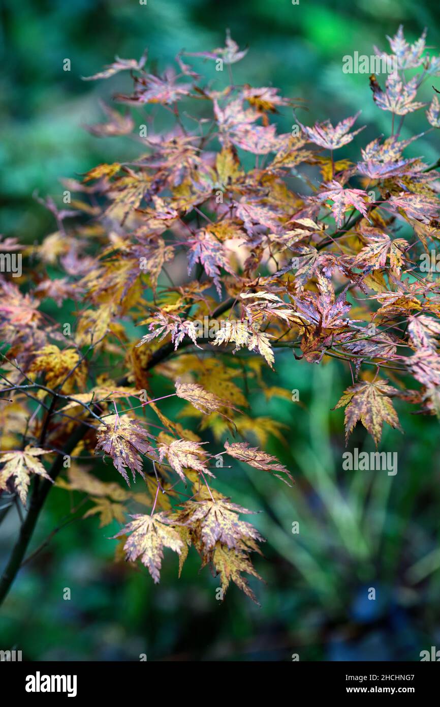 Dwarf japanese maples hi-res stock photography and images - Alamy