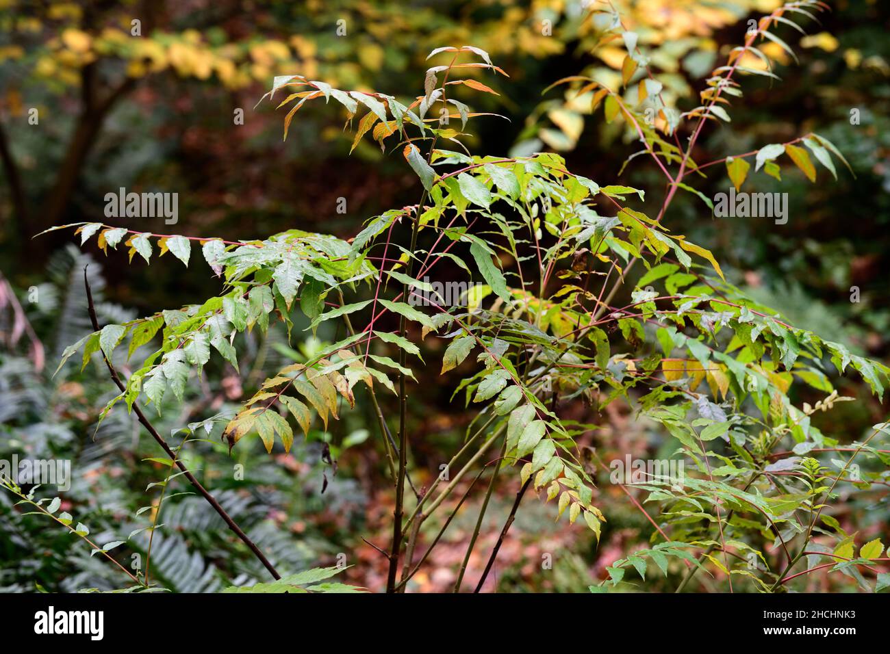 Varnish tree hires stock photography and images Alamy