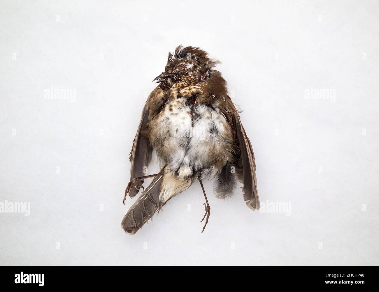Small dead bird frozen on the ground in the snow, top view. Sparrow or songbird deceased due to bellow zero temperature in winter storm blizzard or fl Stock Photo