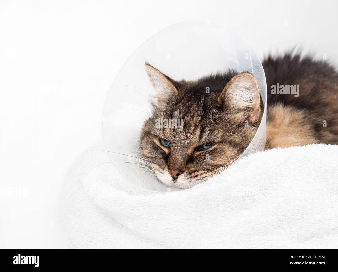 Unhappy senior cat with cone on head while resting on a towel after surgery. 15 years old female tabby cat is wearing e-collar to prevent licking, che Stock Photo