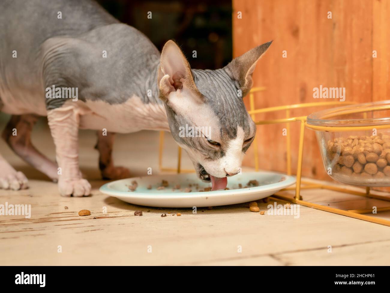 Sphynx cat eating wet food and kibbles from a pet food dish