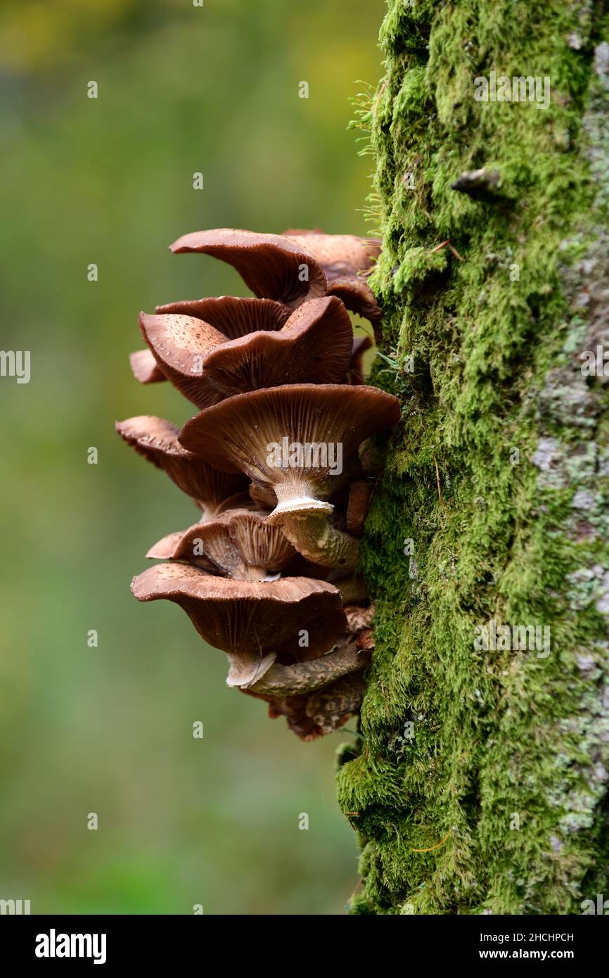 Honey fungus,Armillaria sp,Armillariella sp,Armillaria toadstools,Honey