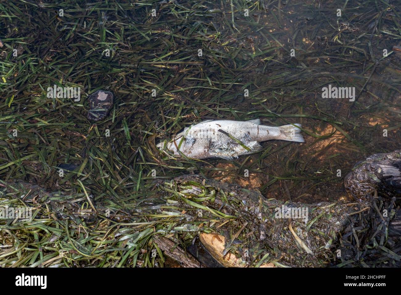 Dead fish on the shore of a freshwater lake Stock Photo