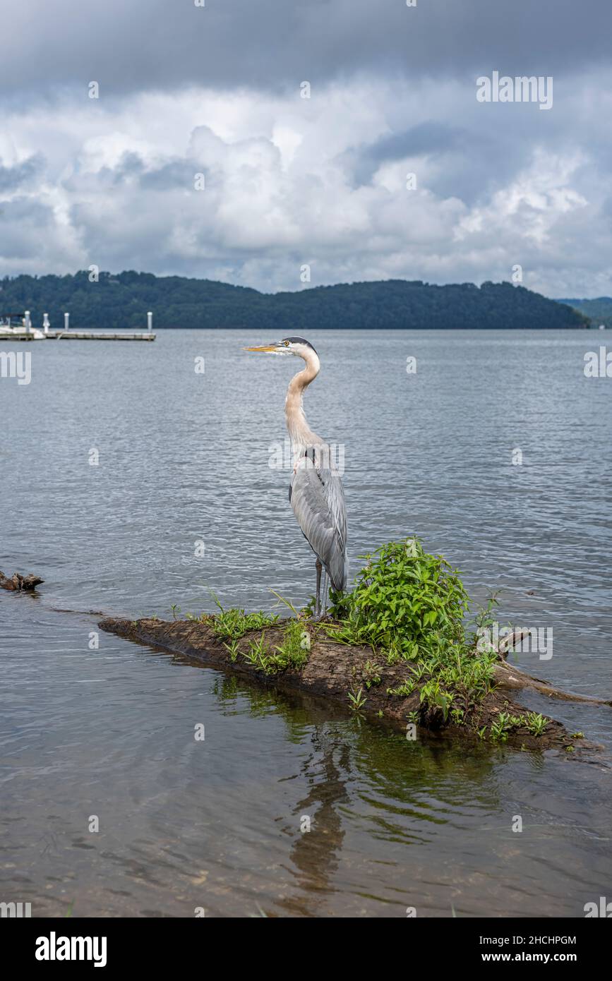 Great Blue Heron standing in Lake Guntersville in Alabama Stock Photo