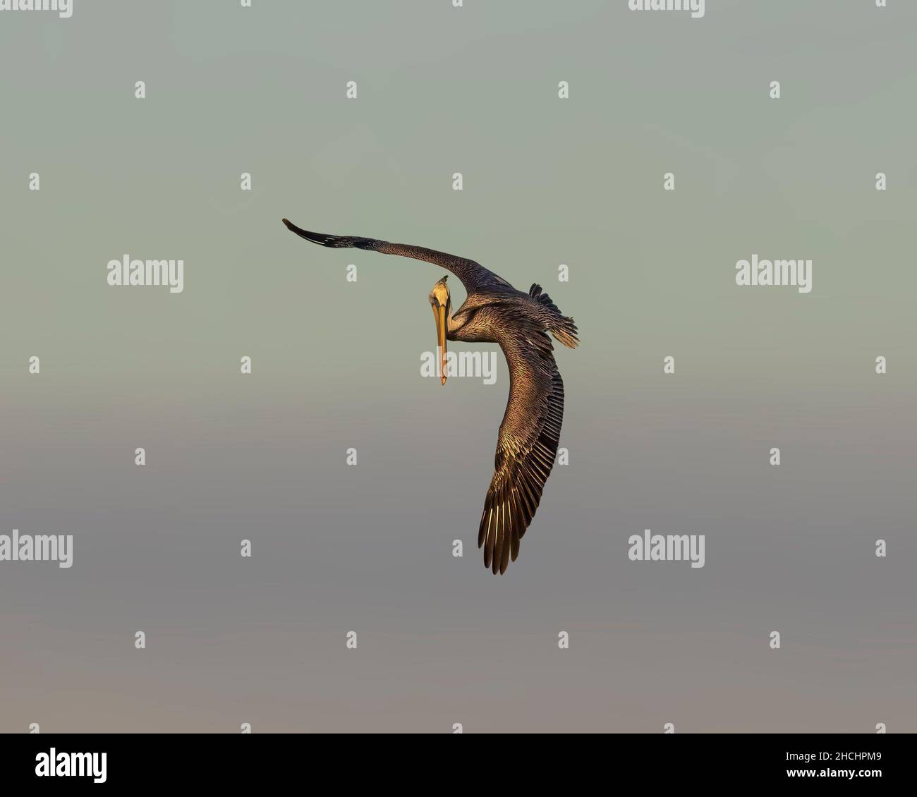Brown Pelican scans Estero Bay for Fish Stock Photo Alamy
