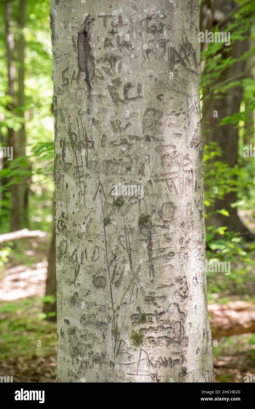 Carved initials on a Beech tree in Twin Knobs Recreation Area, Kentucky Stock Photo