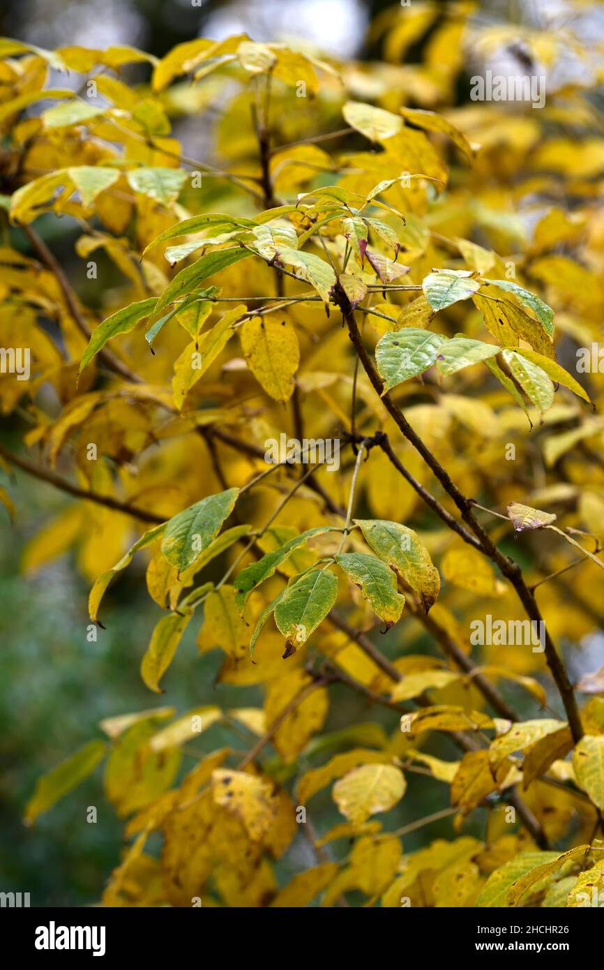 Pentapanax leschenaultii,Aralia leschenaultii, leaves,golden colour,yellow leaves,yellowing leaves,autumn foliage,autumn leaves,fall color,fall colour Stock Photo