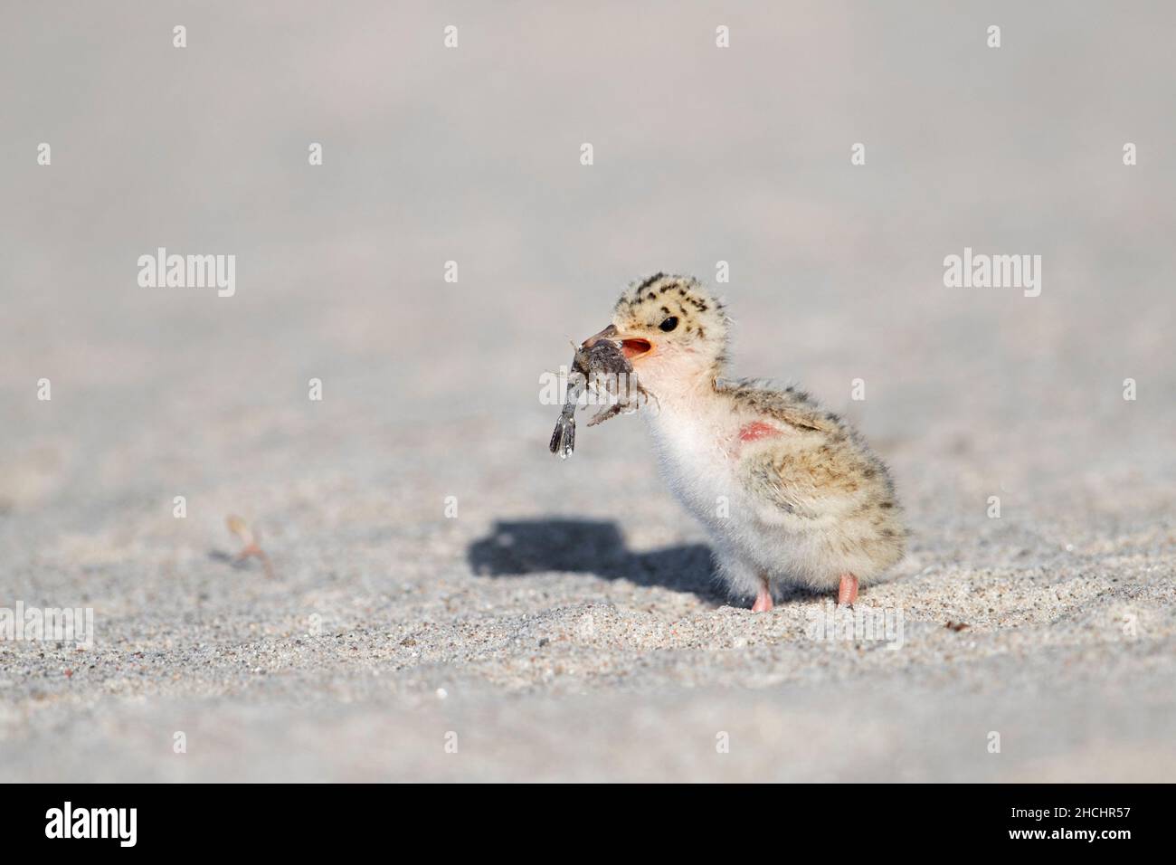 Cute little tern (Sternula albifrons / Sterna albifrons) chick eating shrimp on sandy beach in spring Stock Photo