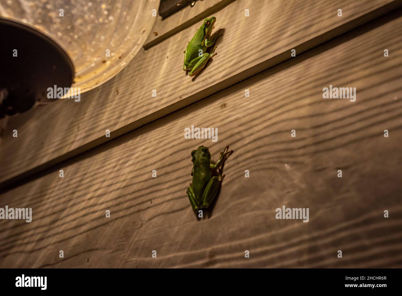 American green tree frogs on side of house in Alabama Stock Photo