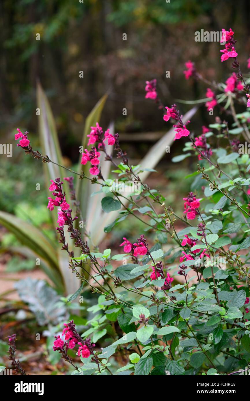Salvia Pink Pong,raspberry pink flowers,salvias,flowering,flowers ...