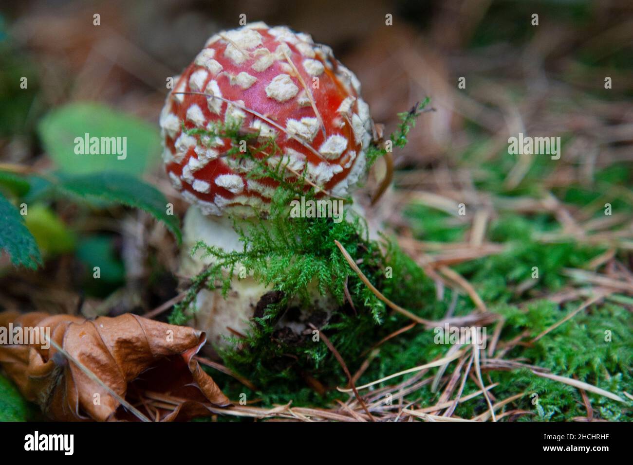 Fly agaric woodland fungi Stock Photo