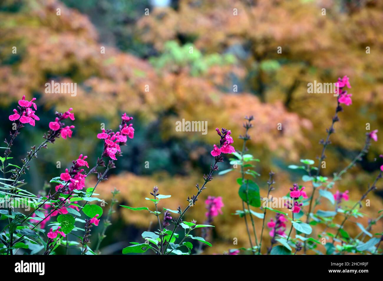 Salvia Pink Pong,raspberry pink flowers,salvias,flowering,flowers ...