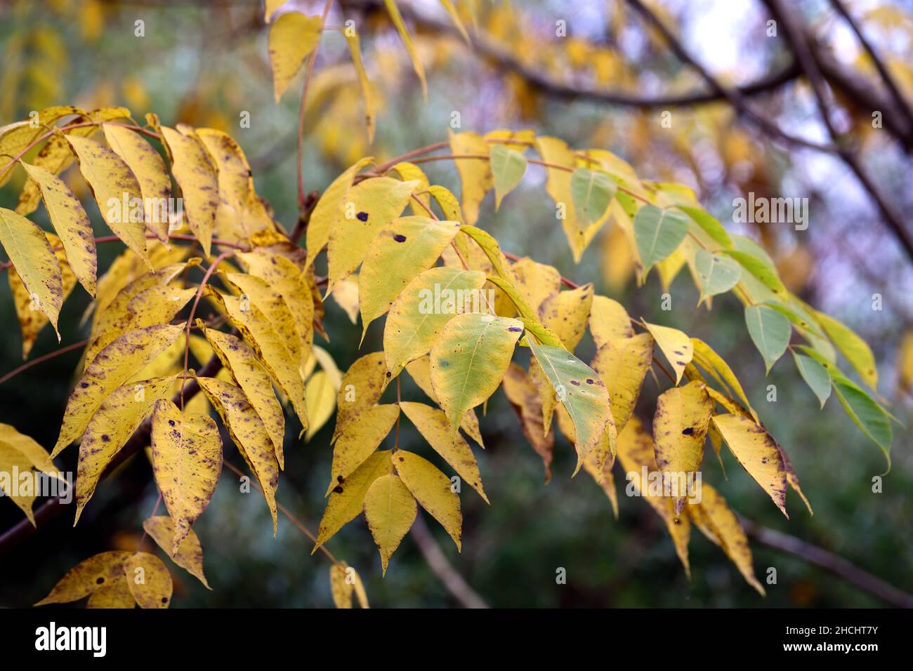 Toxicodendron vernicifluum,Rhus verniciflua,Chinese lacquer tree,pinnate foliage,pinnate leaves,golden colour,yellow leaves,yellowing leaves,autumn fo Stock Photo