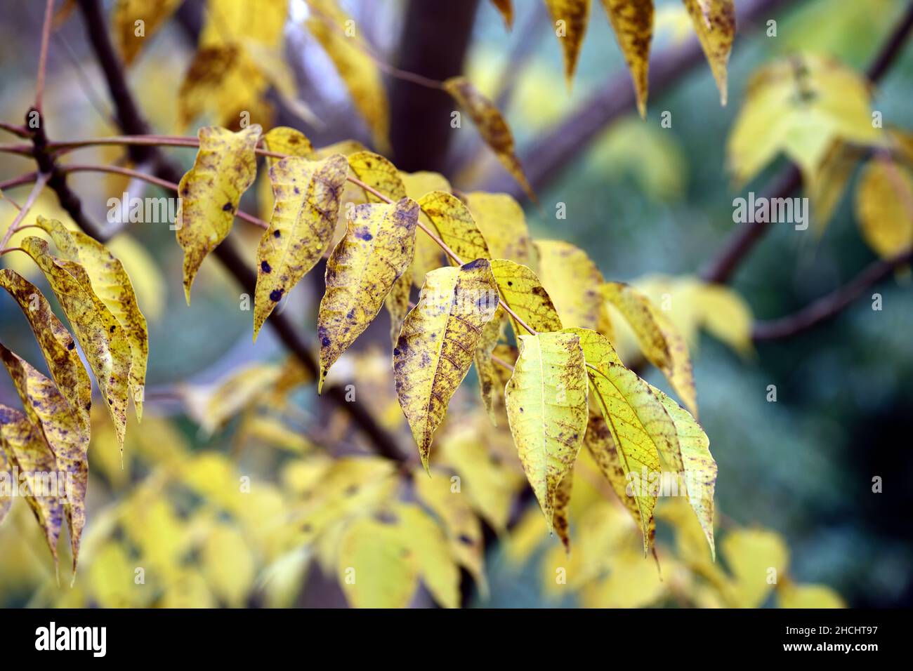 Toxicodendron vernicifluum,Rhus verniciflua,Chinese lacquer tree,pinnate foliage,pinnate leaves,golden colour,yellow leaves,yellowing leaves,autumn fo Stock Photo