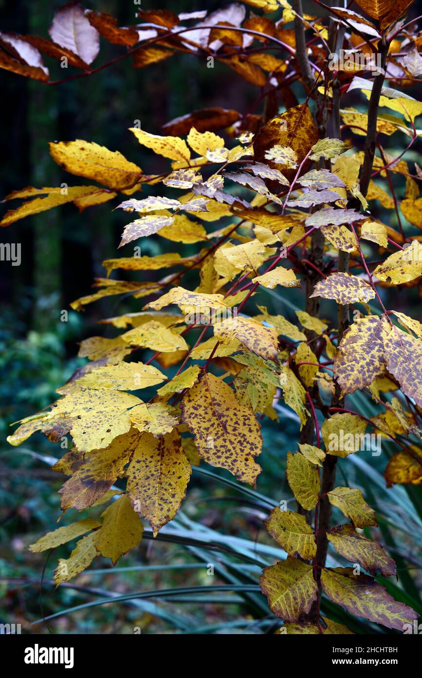 【爆売り！】 and photography stock hi-res sikkimense Acer images Alamy - 知育玩具