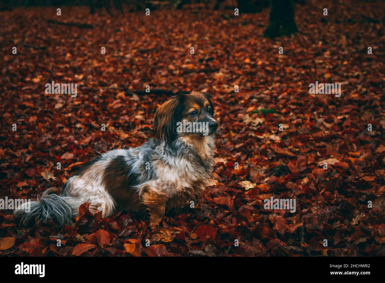 Longhaired Dachshund in the forest Stock Photo
