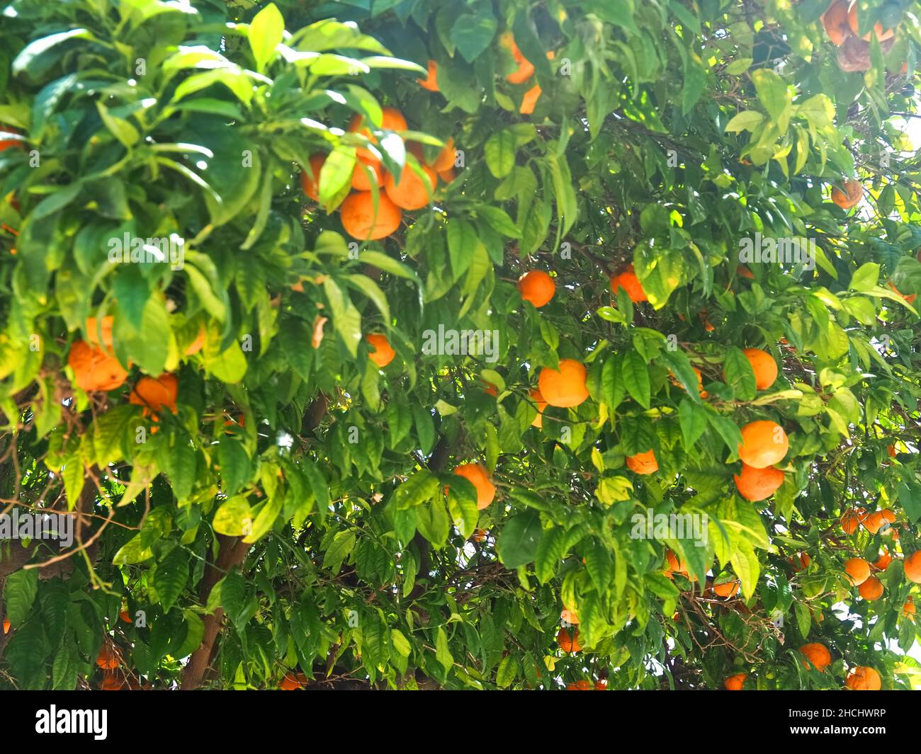Oranges fruit citrus trees hires stock photography and images Alamy