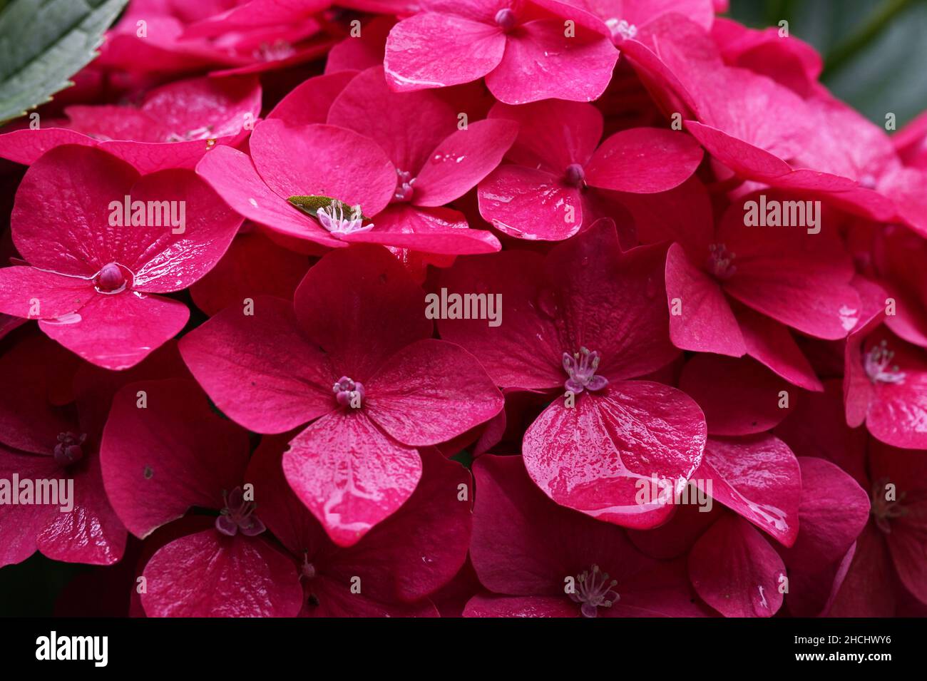Close-up of bright pink Hydrangea macrophylla flowers just after a rain shower. Stock Photo