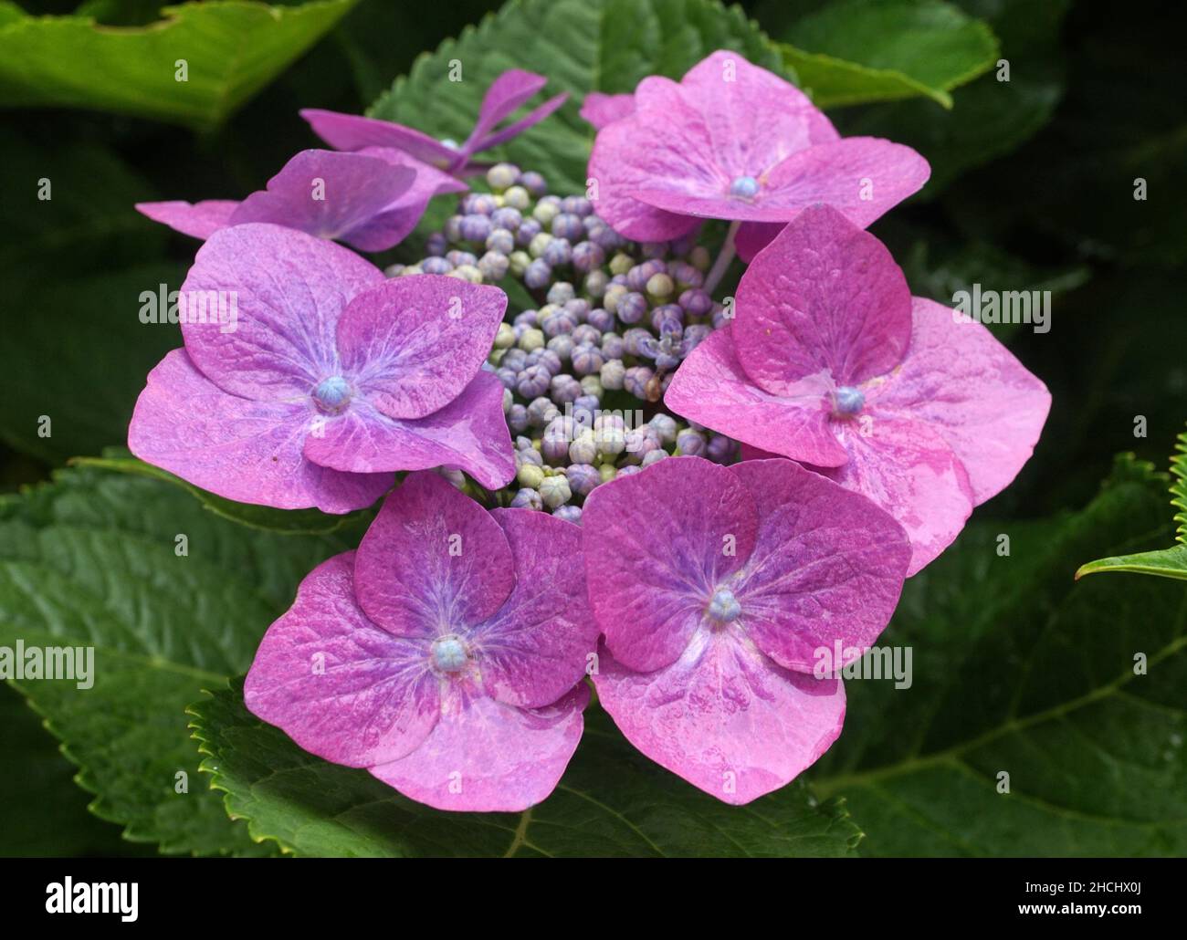 Lovely flower of a pink hydrangea serrata cultivar. Common names of this shrub are mountain hydrangea and tea of heaven. Stock Photo