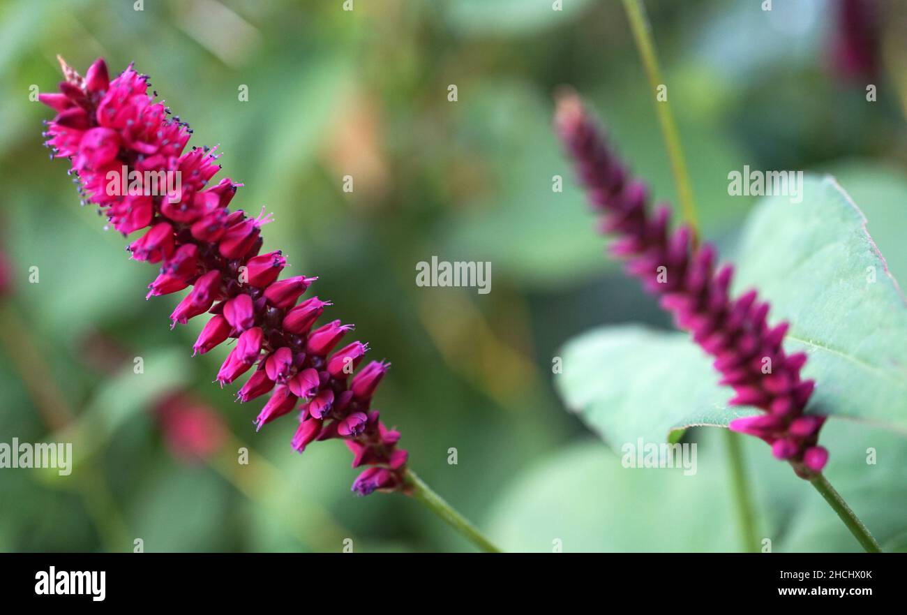 Magenta red Bistorta amplexicaulis flowers with a blurred background. Other names are: Persicaria amplexicaulis, red bistort, mountain fleece Stock Photo