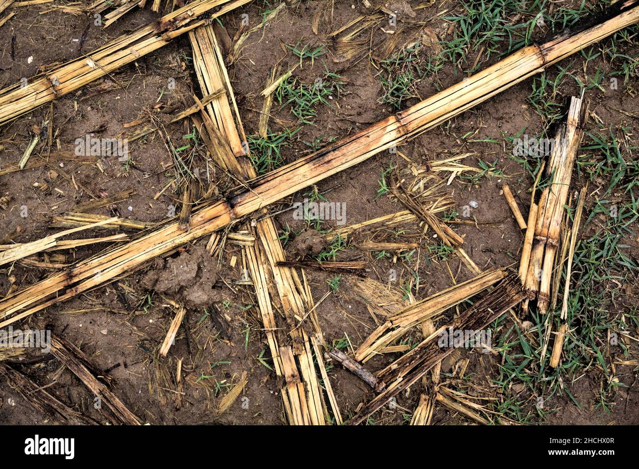 Corn plants on a muddy ground Stock Photo