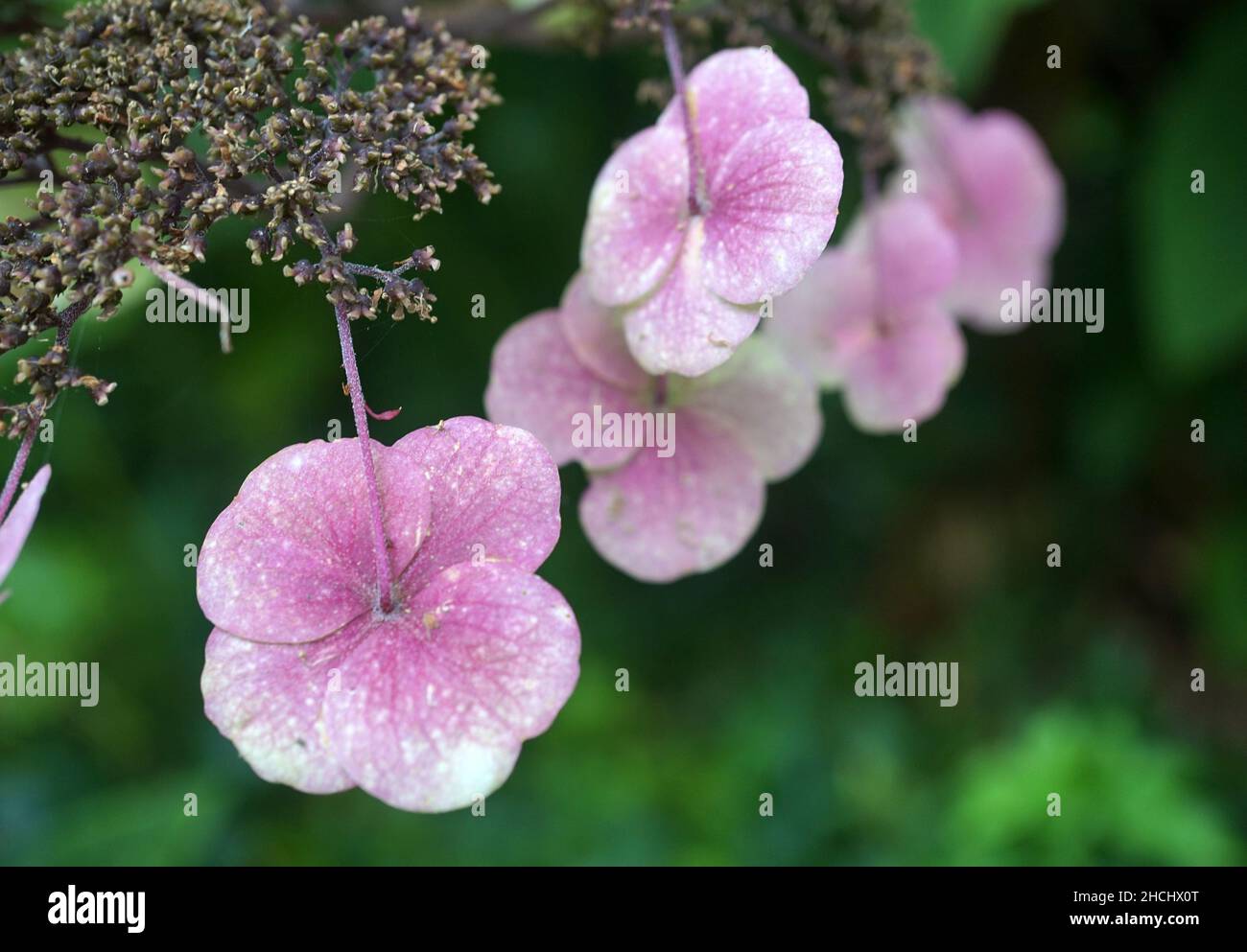 Lovely soft antique pink-white flowers of a hydrangea aspera. The green background is blurred Stock Photo