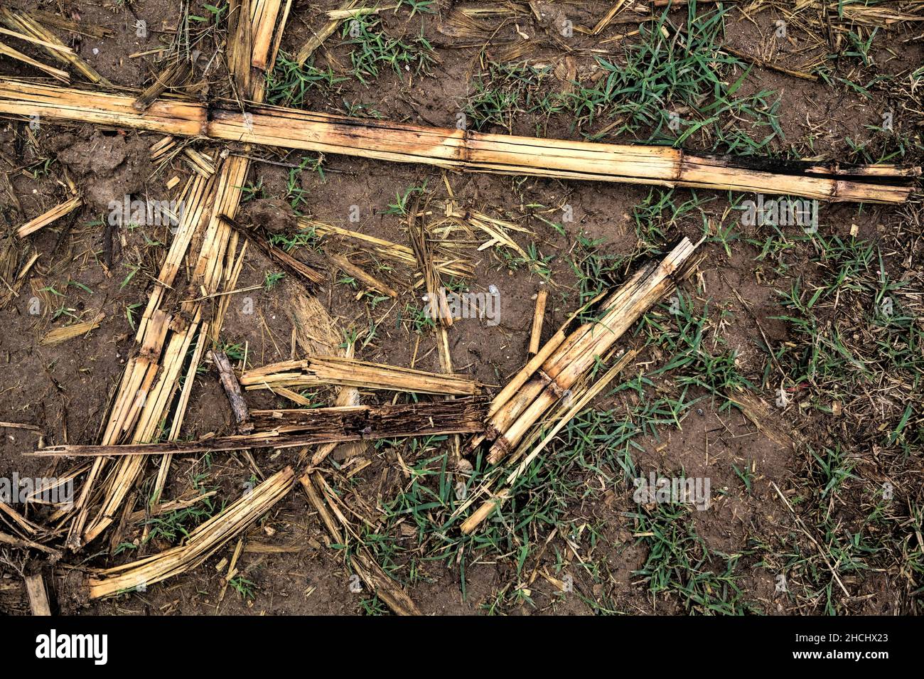 Corn plants on a muddy ground Stock Photo