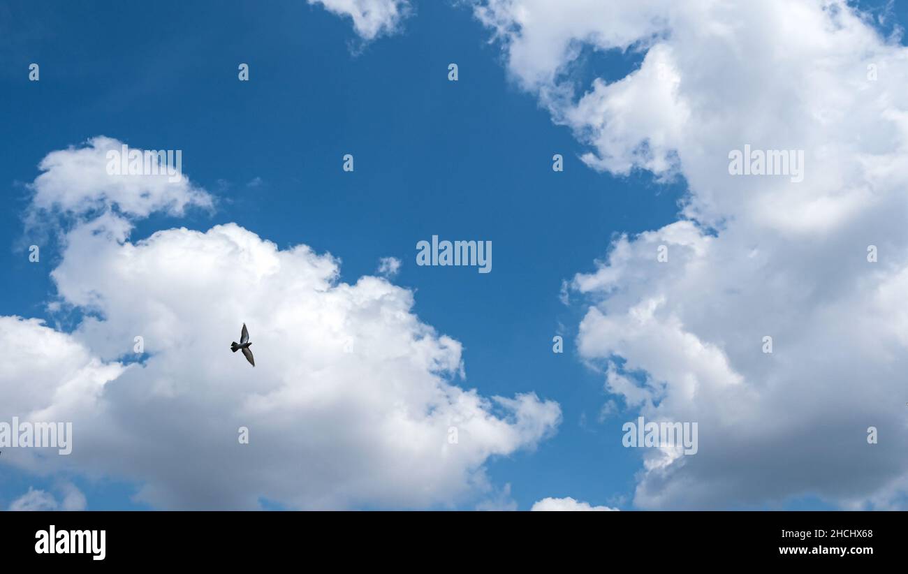 bird flying in front of cloudy sky background Stock Photo - Alamy