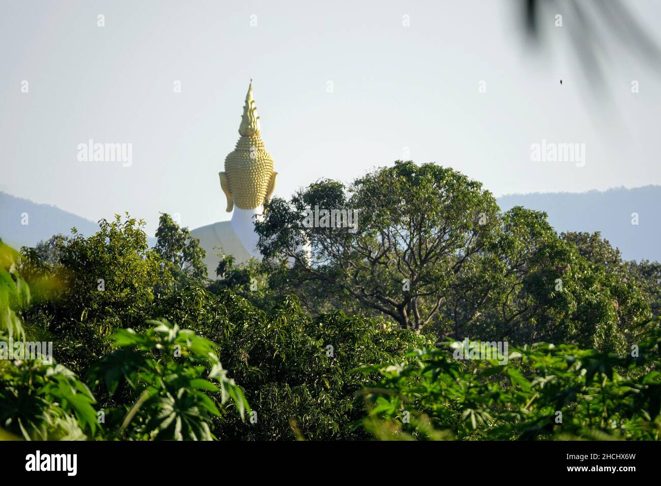 Back head shot of the white buddha with golden hair, in the forest on a sunny day Stock Photo