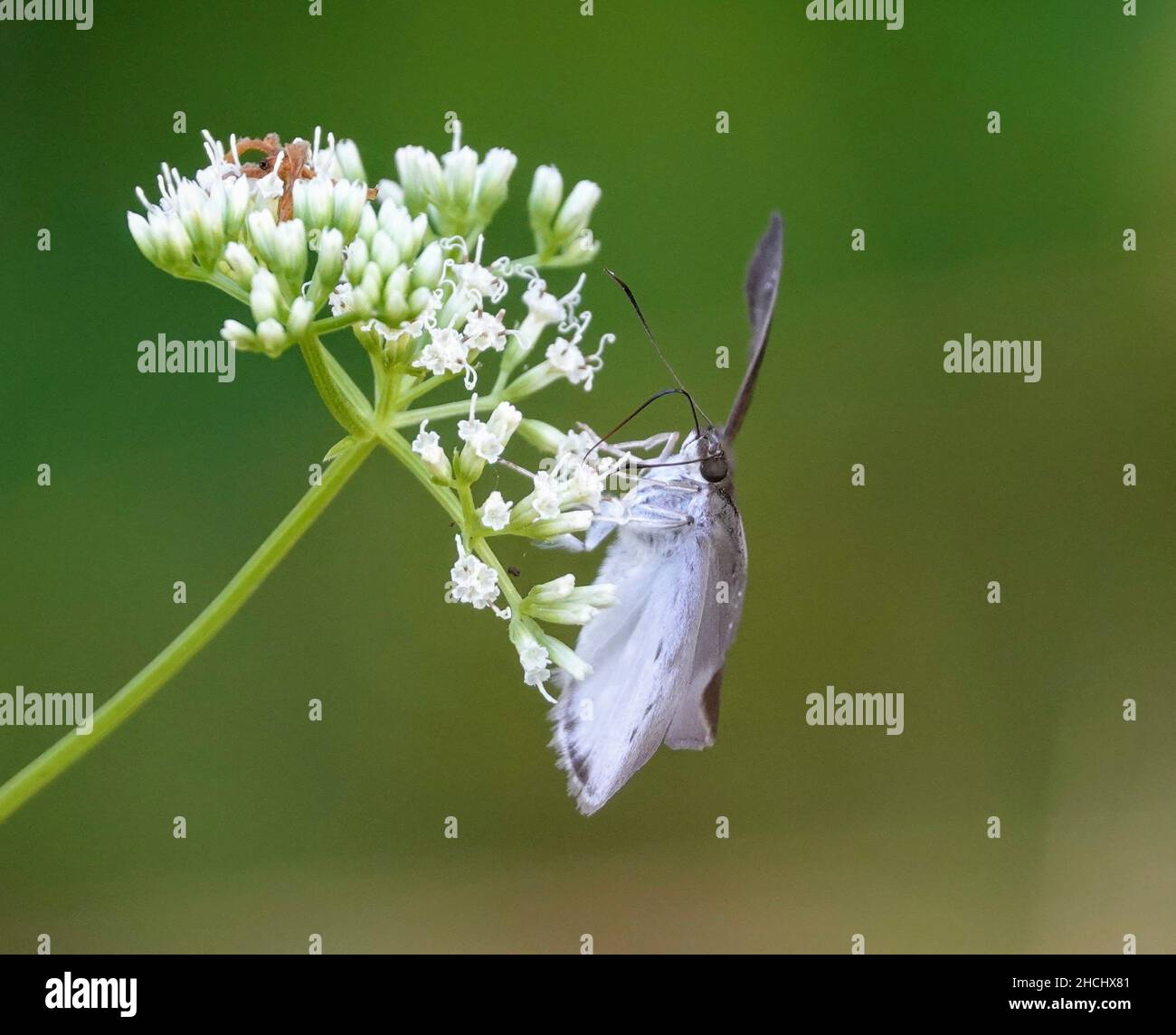 Macro shot of a white moth on a pignut flower Stock Photo