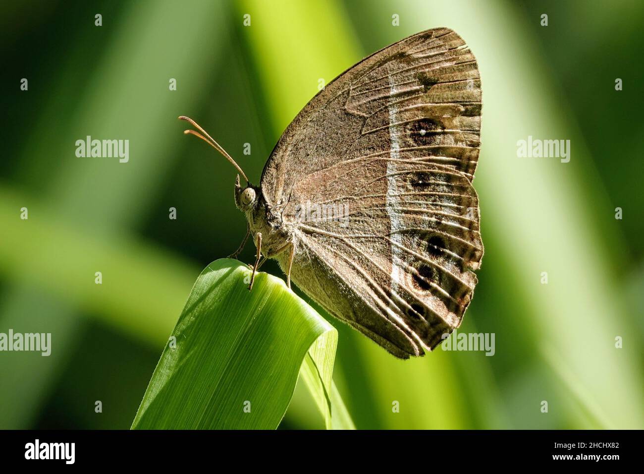 Closeup shot of a dark brand bush brown moth standing on a leaf Stock Photo