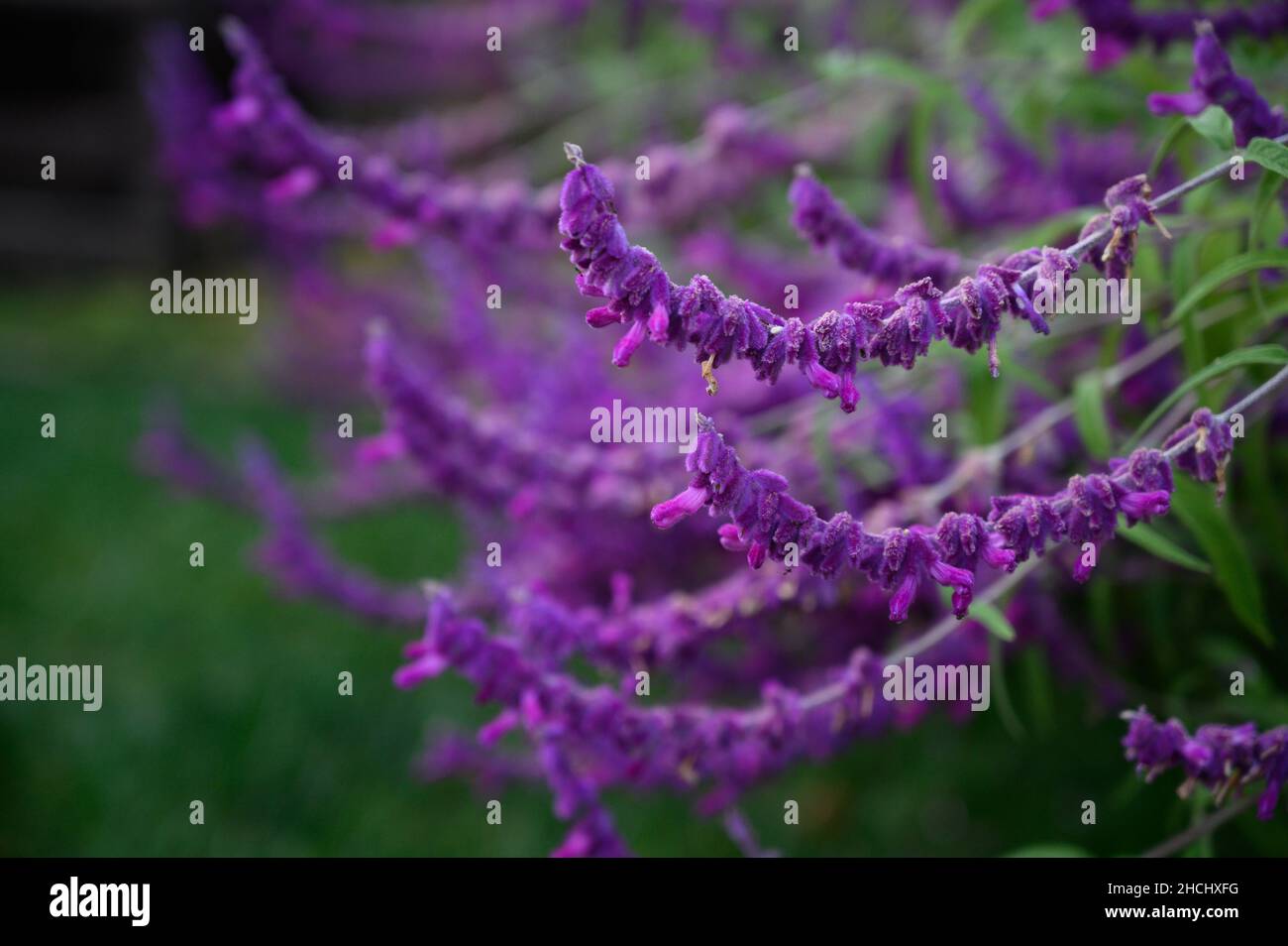 Selective focus of Mexican bush sage plant on a blurry backgrou Stock