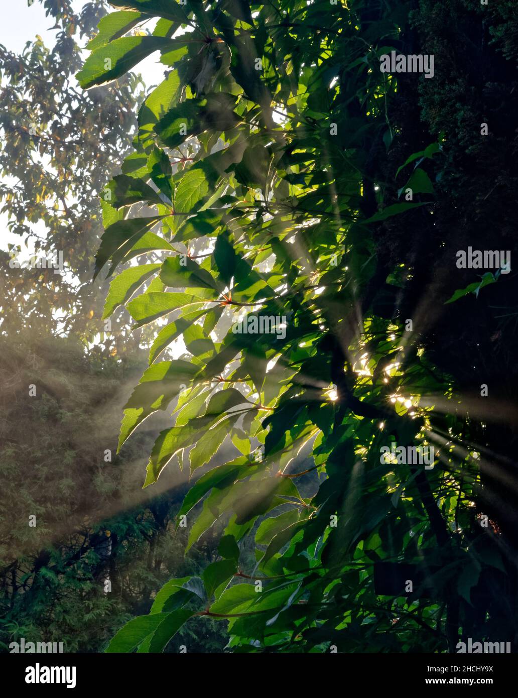 Closeup of a light reflection coming from behind the jungle leaves of a tree foliage Stock Photo