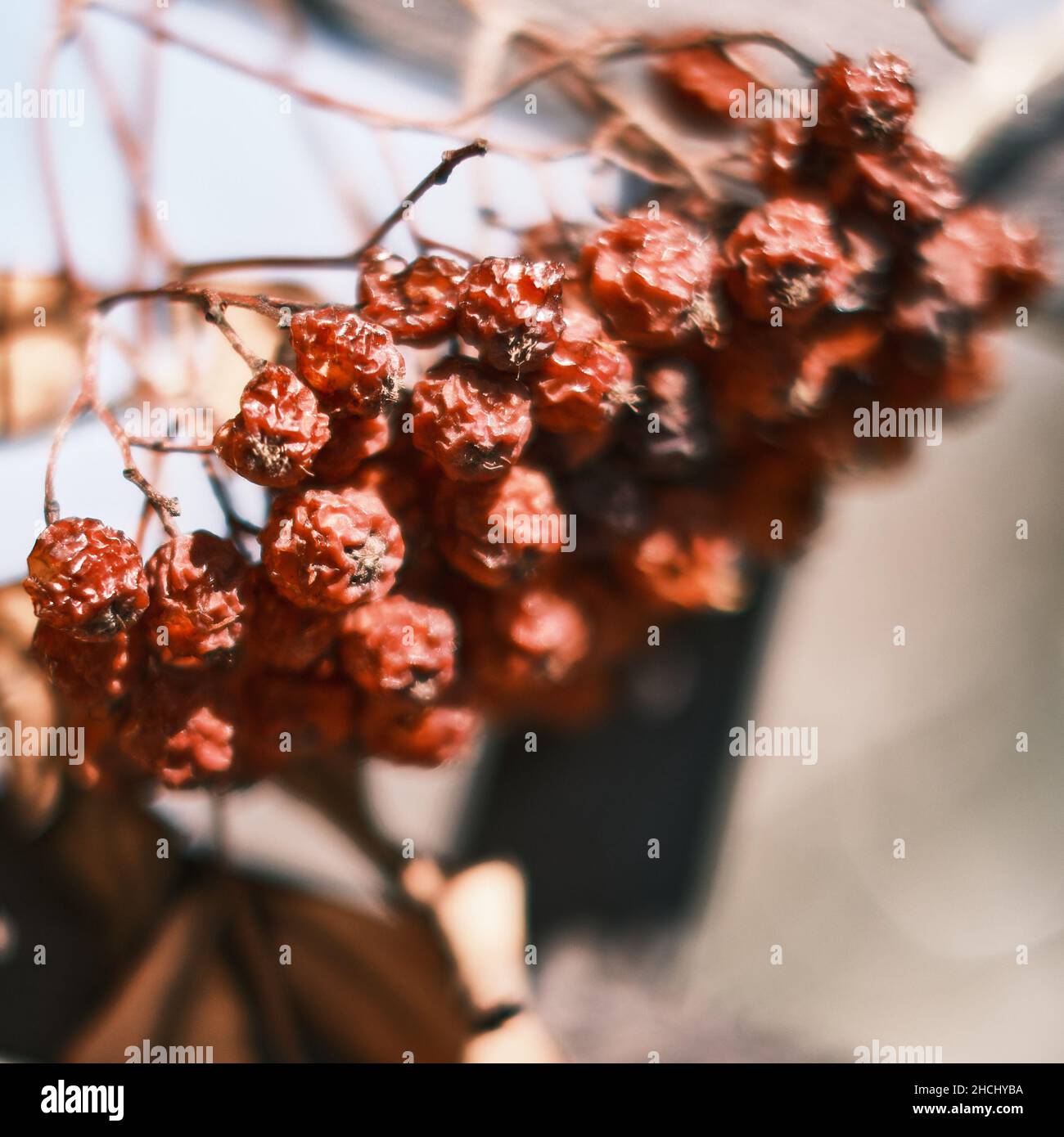 Closeup of dried rowan berries on branches in a garden with a blurry ...
