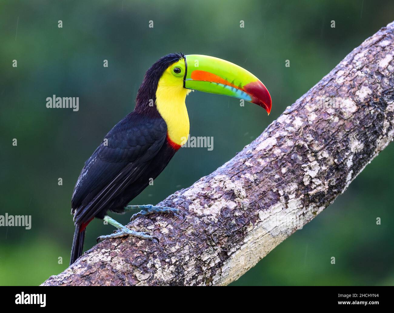 A Keel-billed Toucan (Ramphastos sulfuratus) perched on a tree. Costa Rica, Central America. Stock Photo