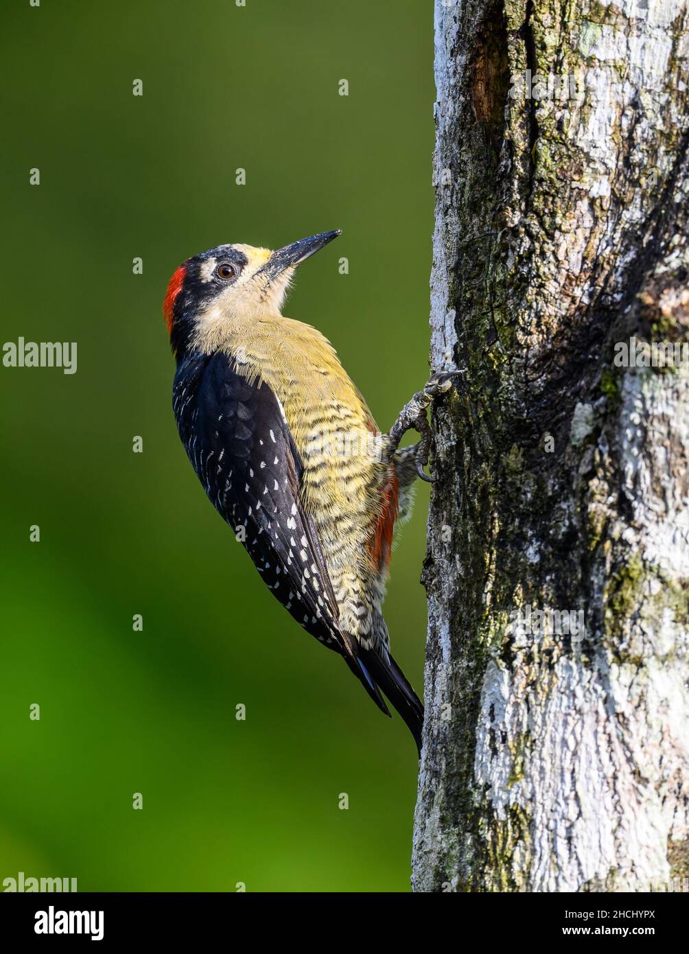 A Black-cheeked Woodpecker (Melanerpes pucherani) foraging on a tree trunk. Costa Rica, Central America. Stock Photo