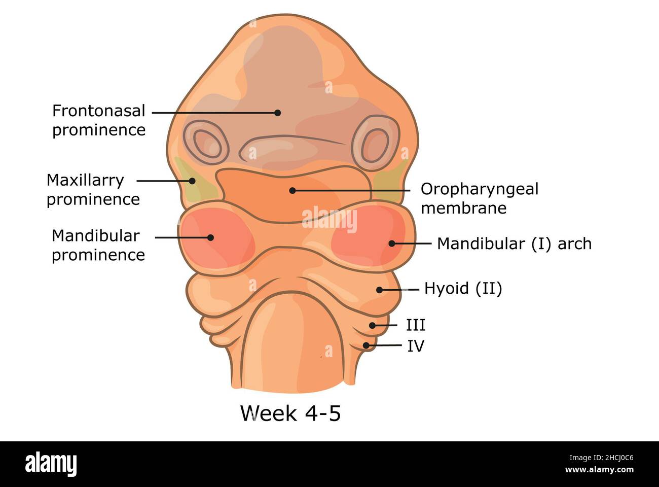Development of external structures of human face week 4 - 5. Stock Photo