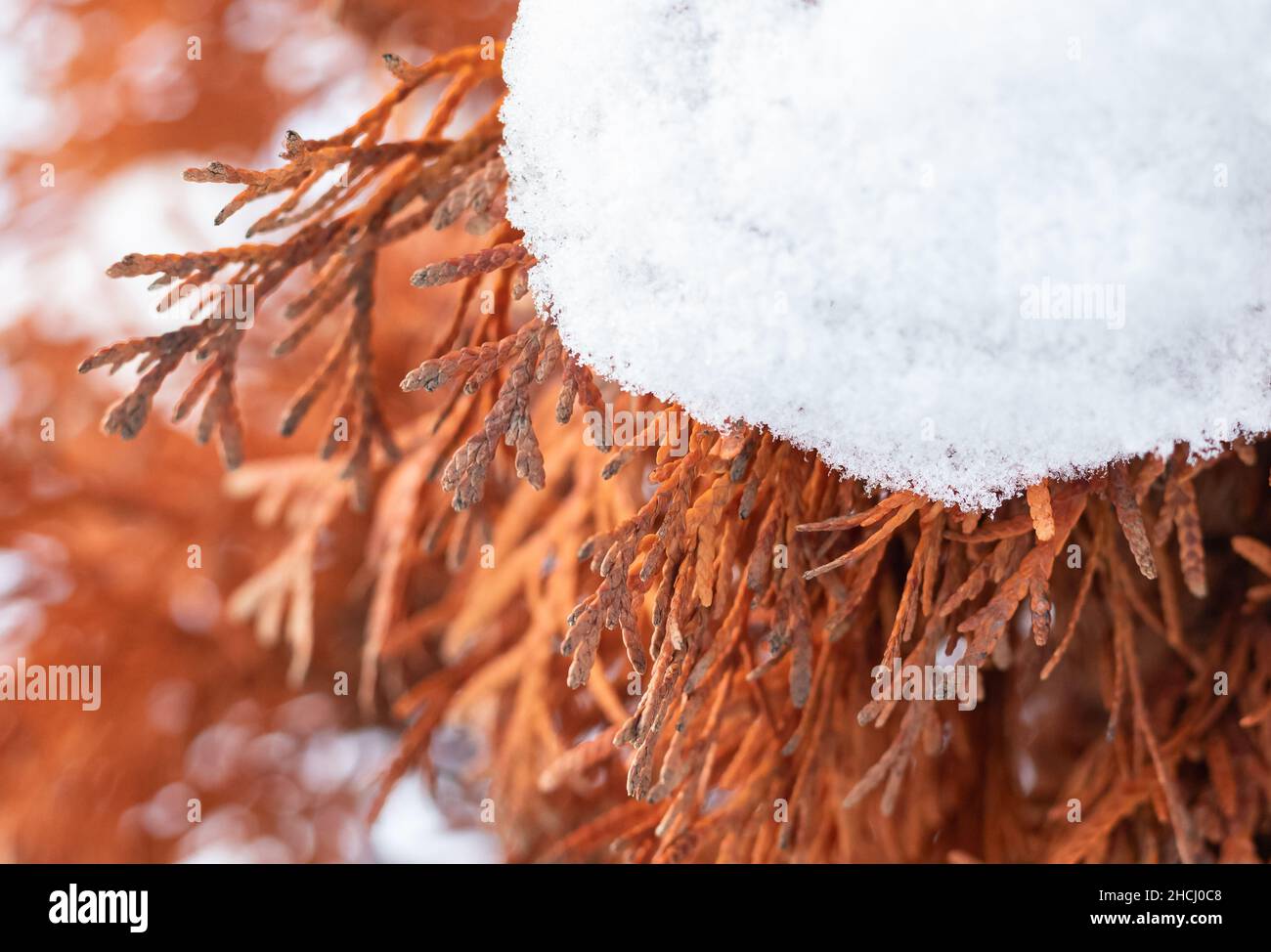Close-up of casuarina tree covered with snow frost in winter. Details of a orange tree brunch with snow. Selective focus, nobody. Stock Photo