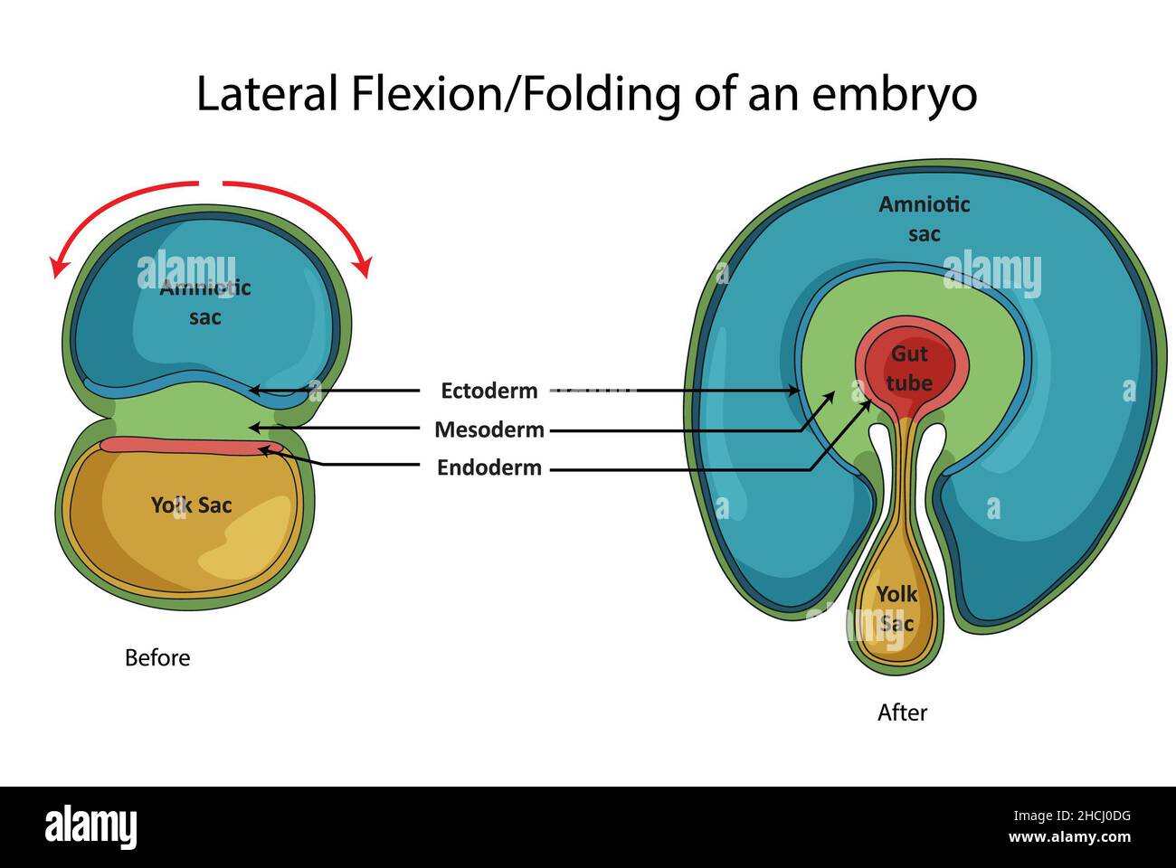 Lateral flexion, folding of an embryo, transverse section Stock Photo