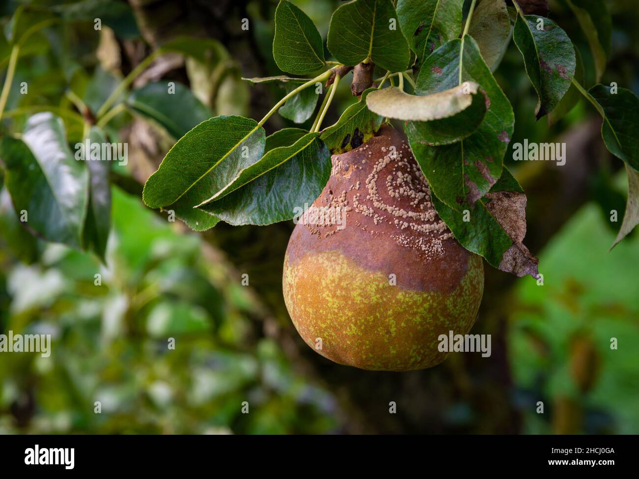 Detail of half rotten pear in the tree, pear infected by a fungus causing a brown rot Stock Photo