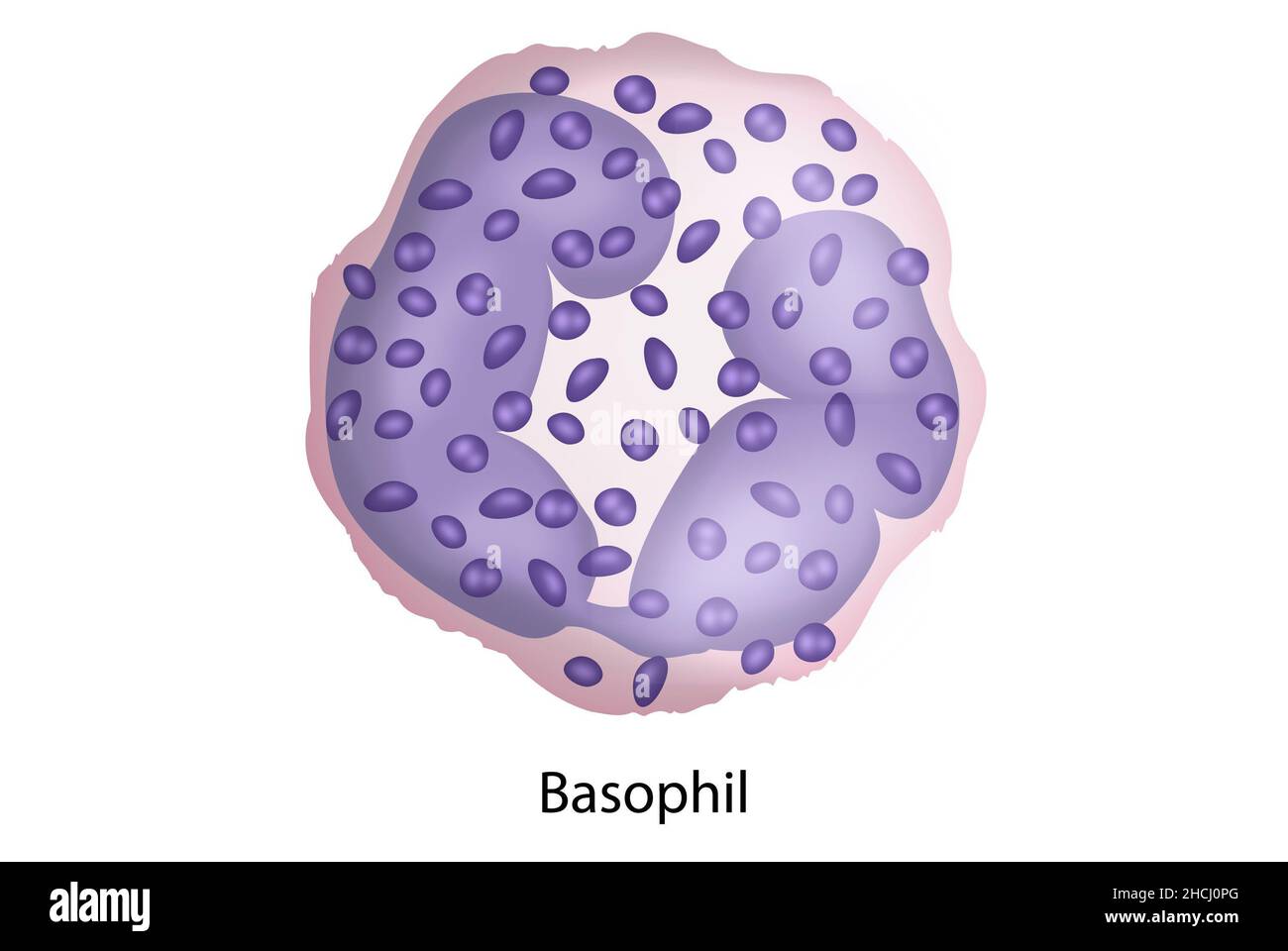 Basophil, white blood cells, blood smear, histology. Stock Photo