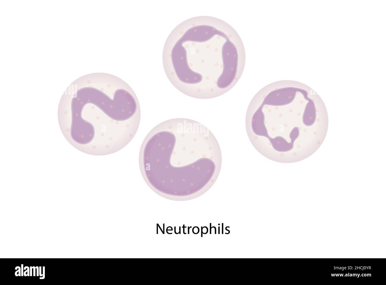 Neutrophils, white blood cells, polymorphonuclears Stock Photo
